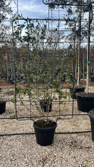 QUERCUS S. ILEX