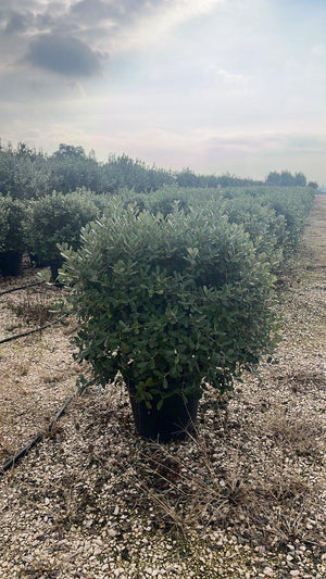 ACCA SELLOWIANA