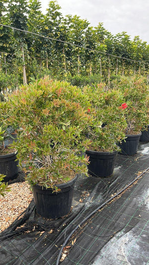 CALLISTEMON LEAVIS