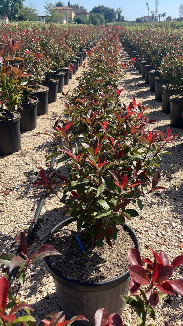 PHOTINIA X FRASERI COMPACTA