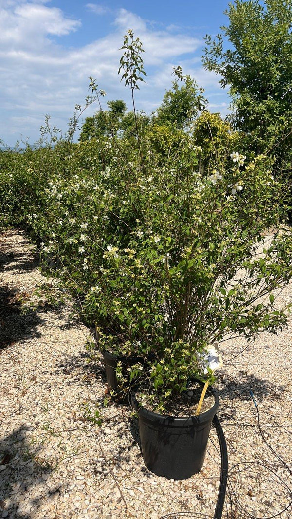 PHILADELPHUS LEMOINEI