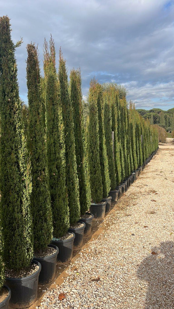 CUPRESSUS SEMPERVIRENS PYRAMIDALIS