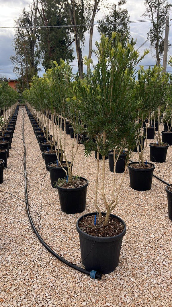 CALLISTEMON VIMINALIS RED STAR