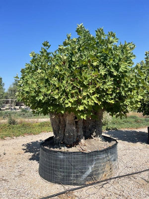PLATANUS ORIENTALIS