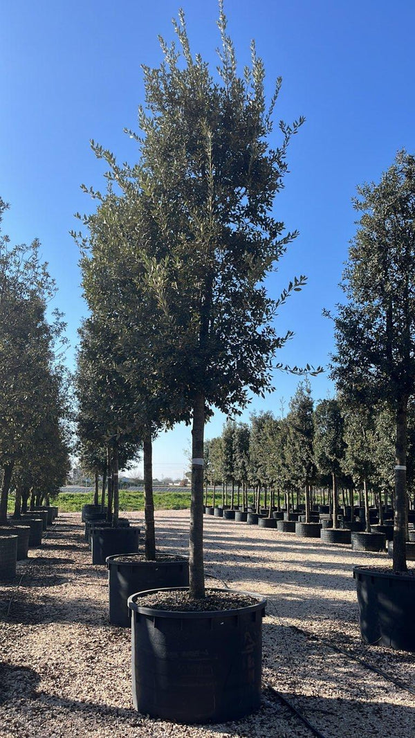 QUERCUS S. ILEX
