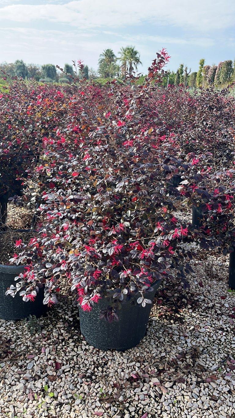 LOROPETALUM CHINENSIS BLACK