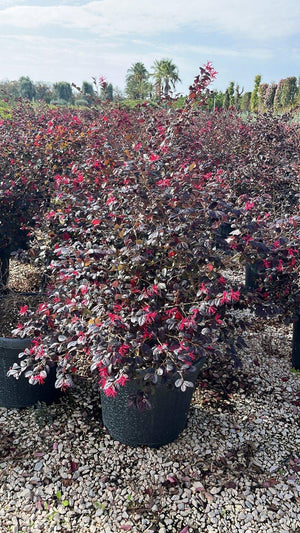 LOROPETALUM CHINENSIS BLACK