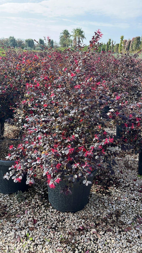 LOROPETALUM CHINENSIS BLACK