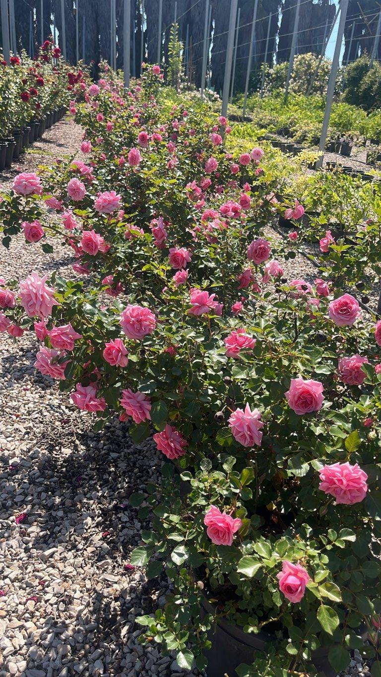 ROSA MAMA MIA COURTYARD
