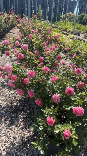 ROSA MAMA MIA COURTYARD