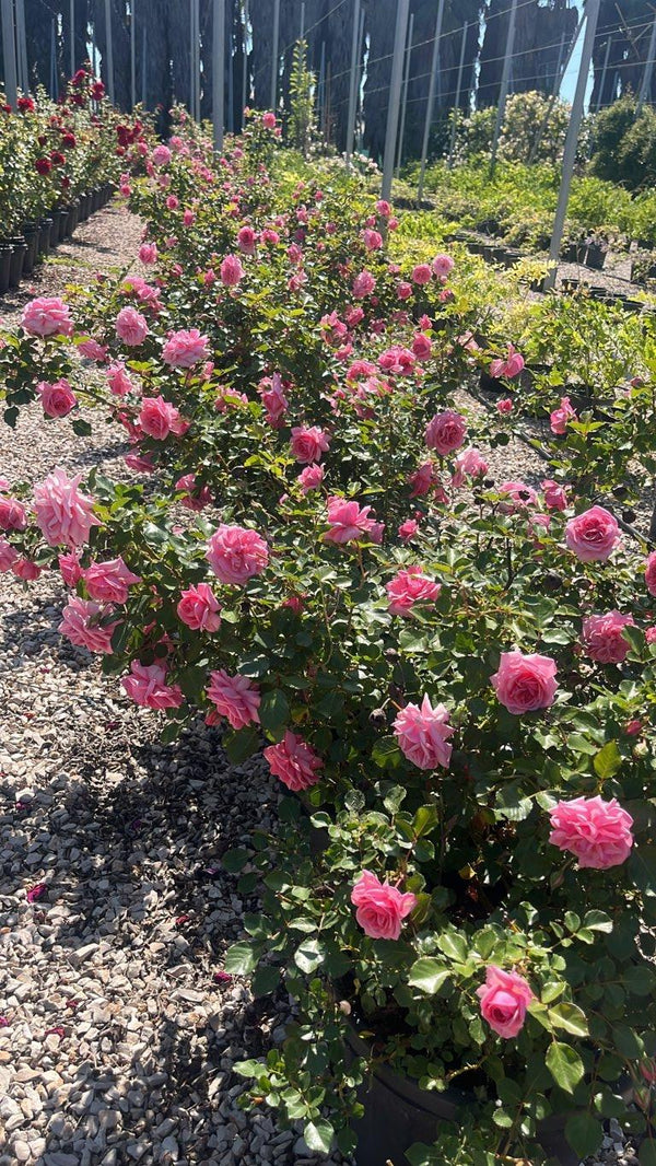 ROSA MAMA MIA COURTYARD