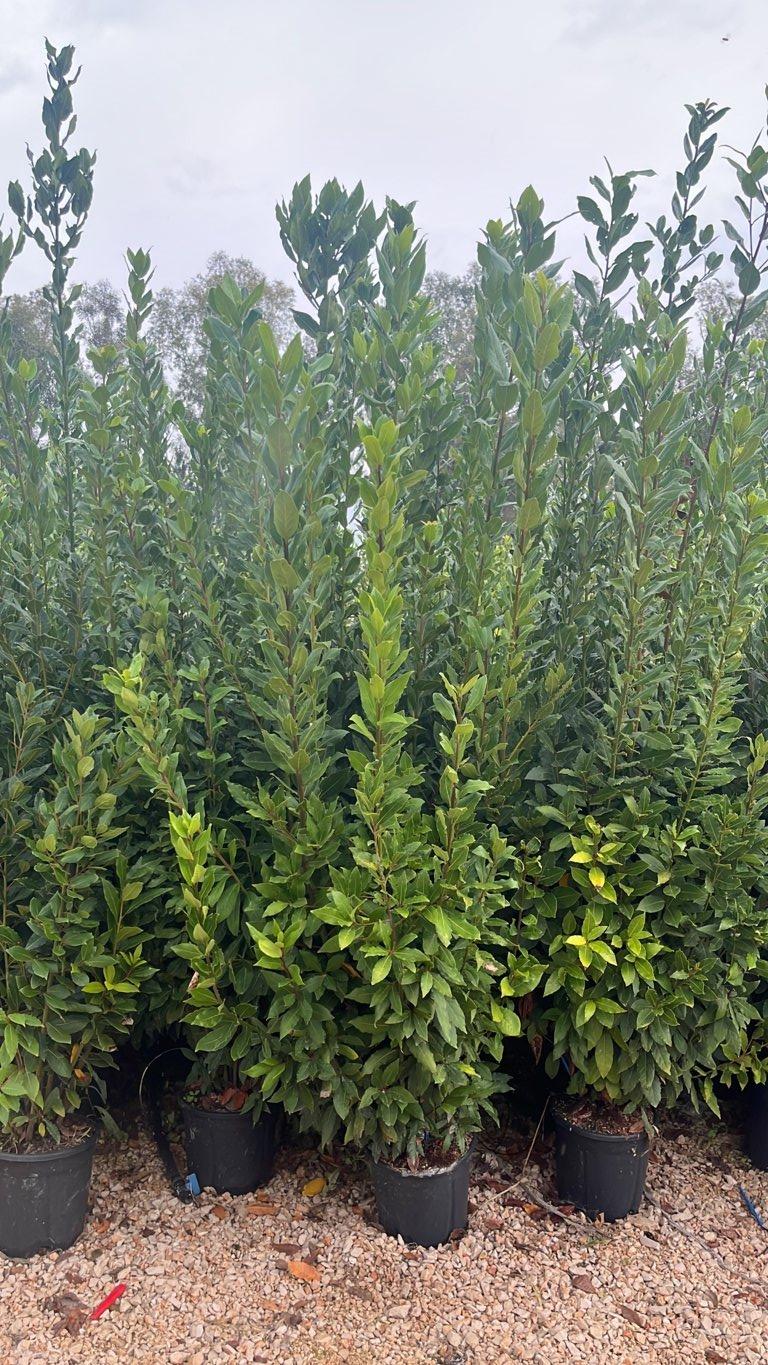 LAURUS NOBILIS
