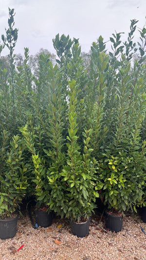 LAURUS NOBILIS