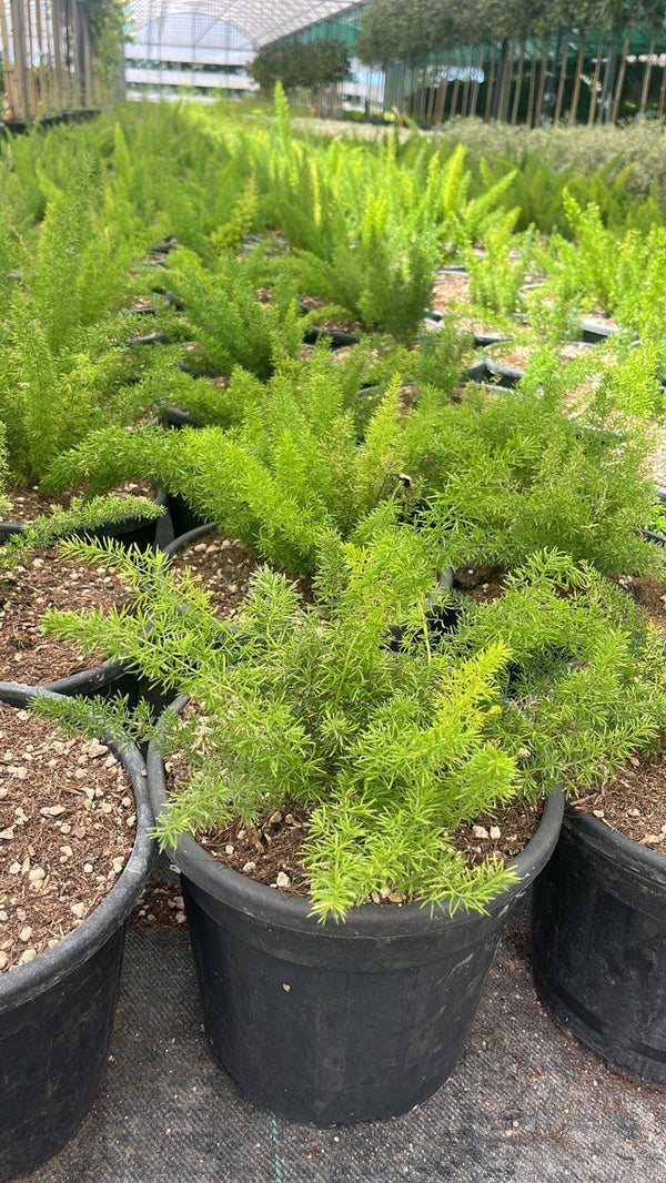 ASPARAGUS DENSIFLORUS MYRIOCLADUS