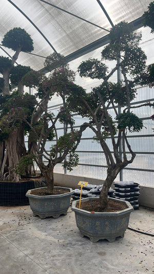 BOUGAINVILLEA SANDERIANA