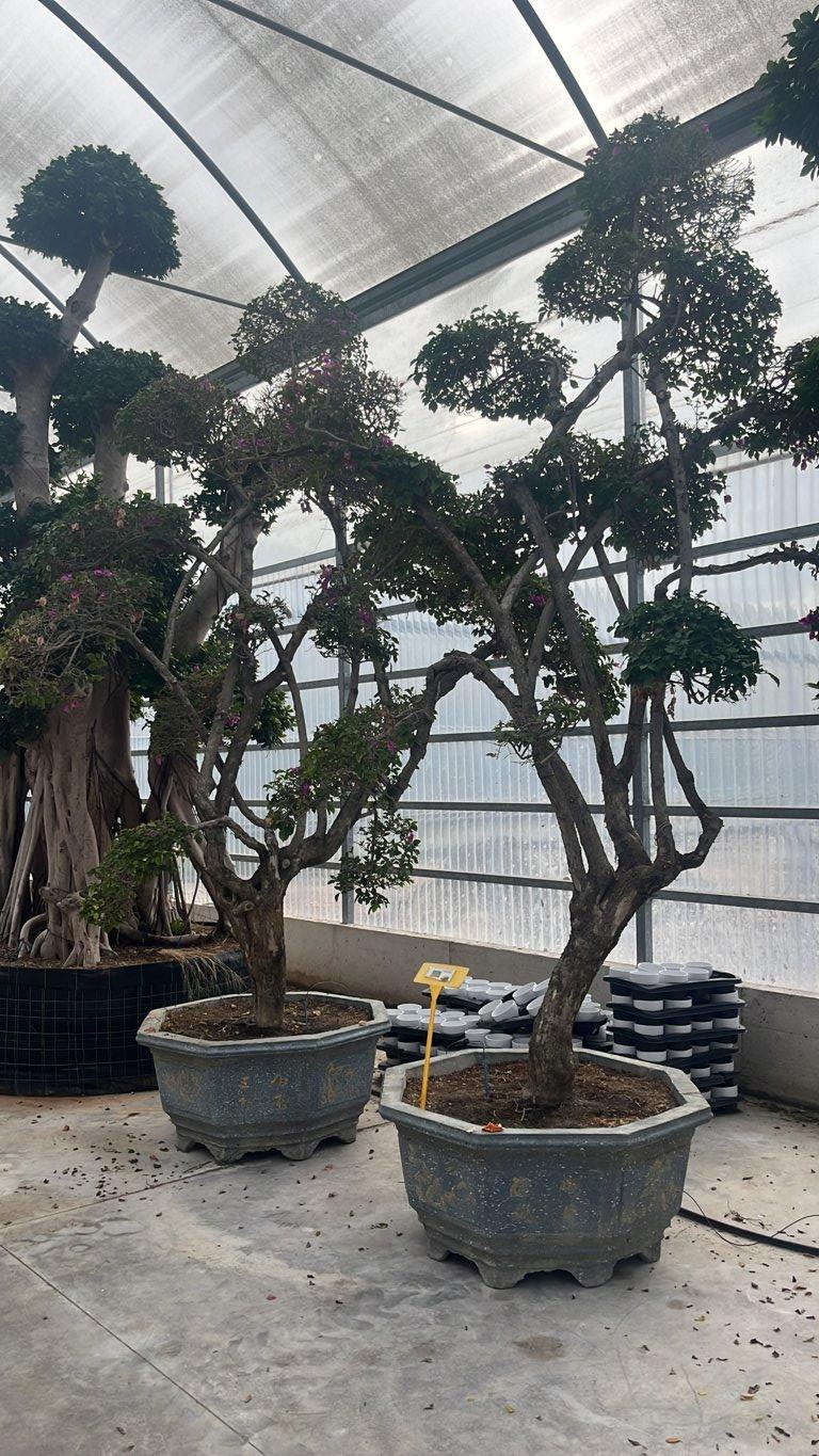 BOUGAINVILLEA SANDERIANA