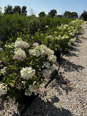 HYDRANGEA PANICULATA PINK DIAMOND