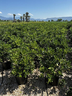 PITTOSPORUM TOBIRA