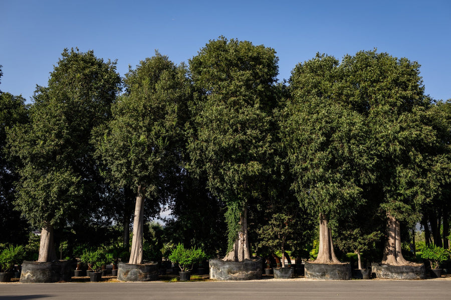 Grandi alberi in zolla
