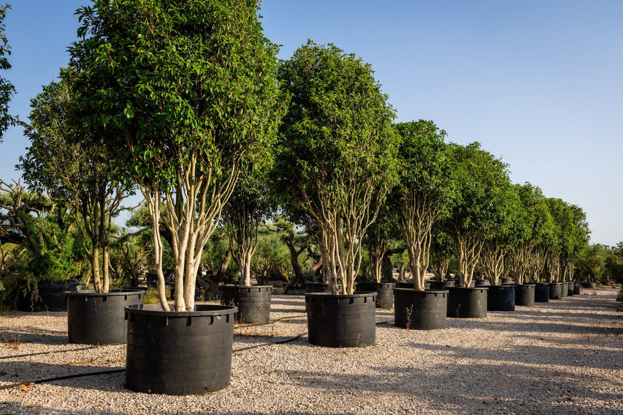 Alberi multifusto