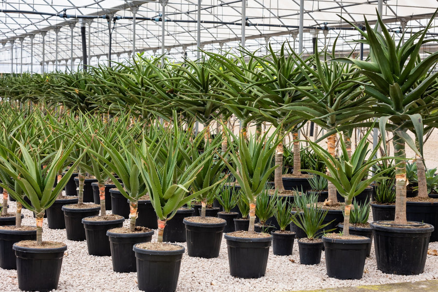 Aloe e succulente