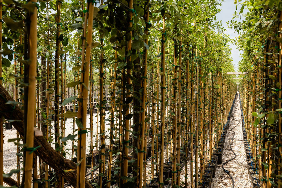 Giovani alberi con tutori