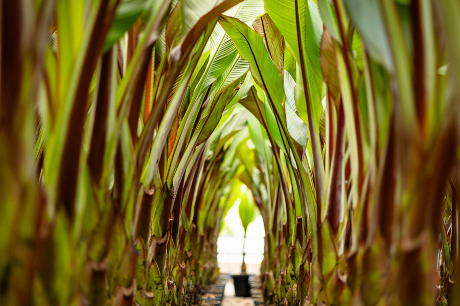 Fogliame di Ensete
