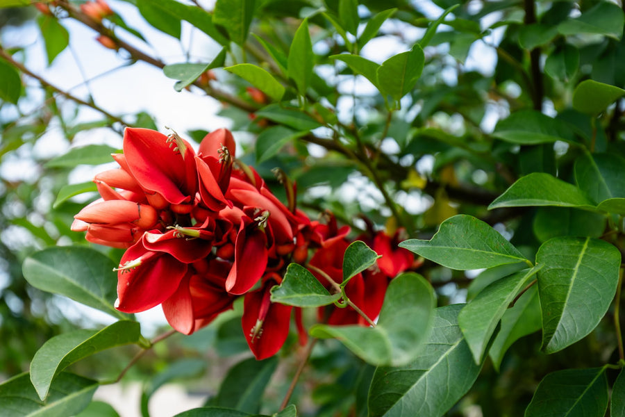 Fiore di Erythrina