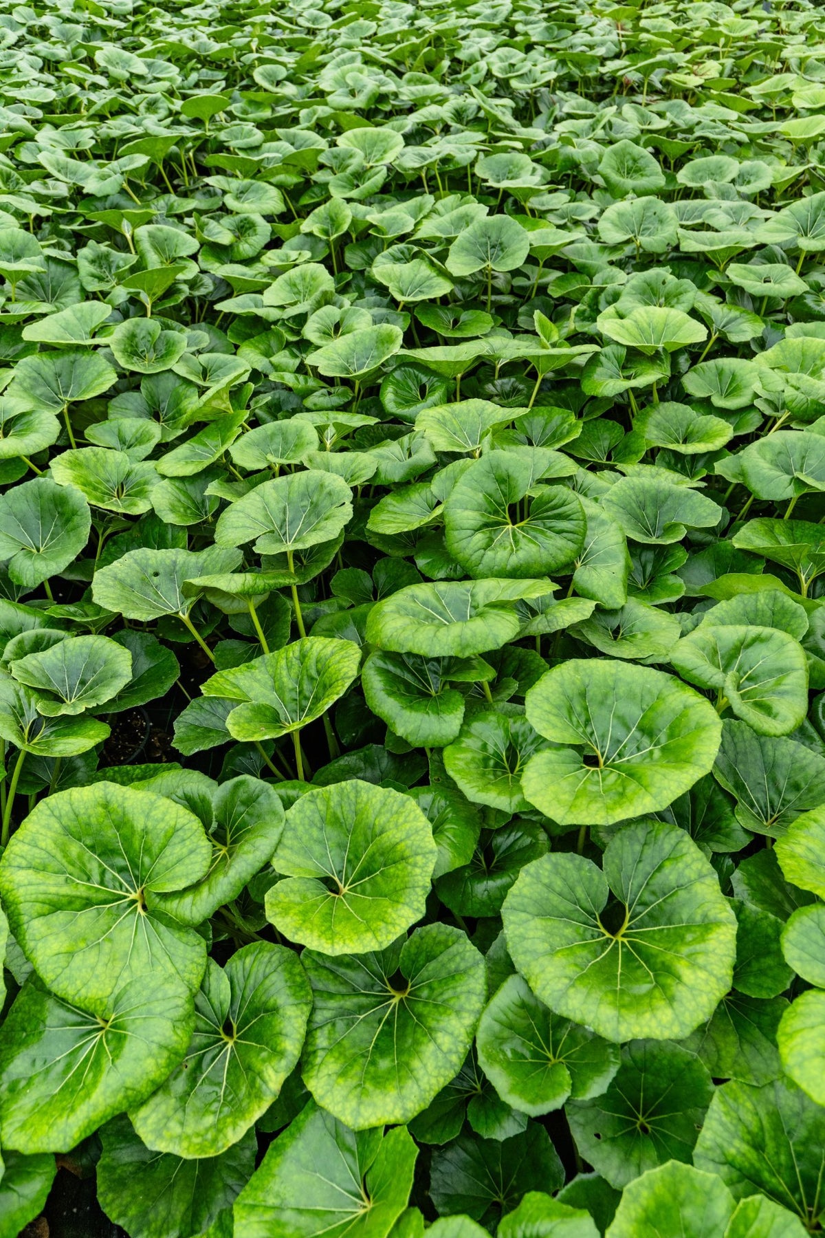 Foglie lucide di Farfugium coltivato nel vivaio