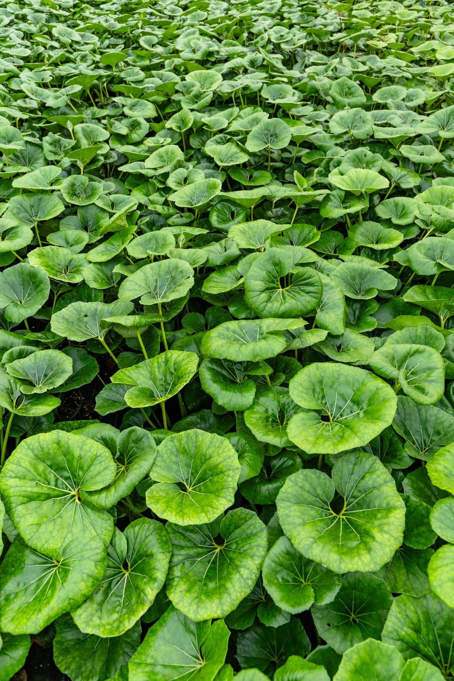 Farfugium tappezzante