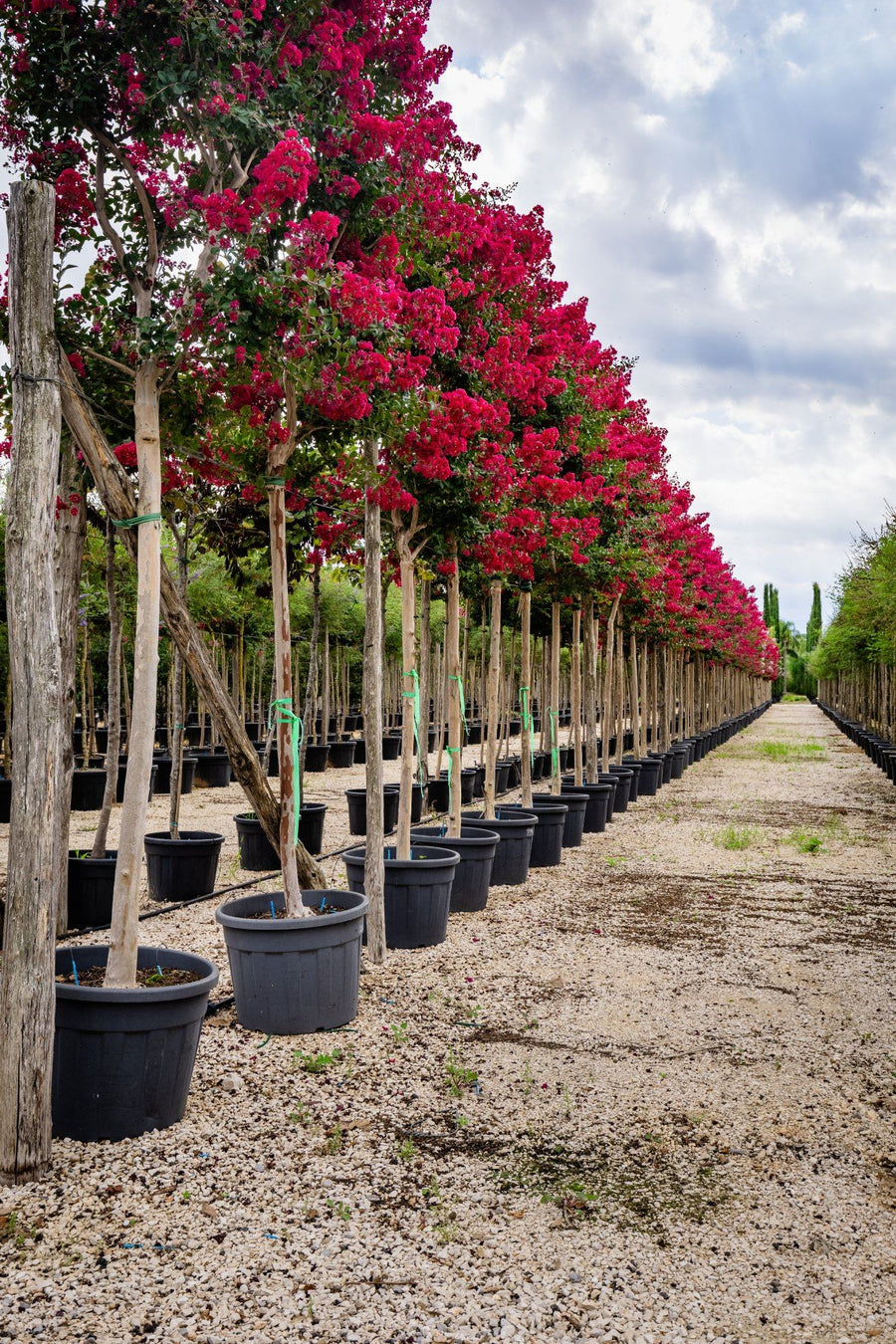 Lagerstroemia ad alberello
