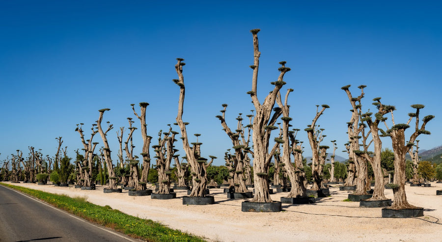 Olivi secolari lungo la strada