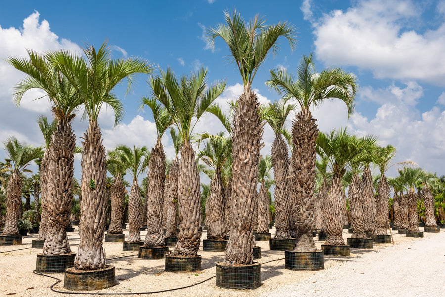 Palme Butia