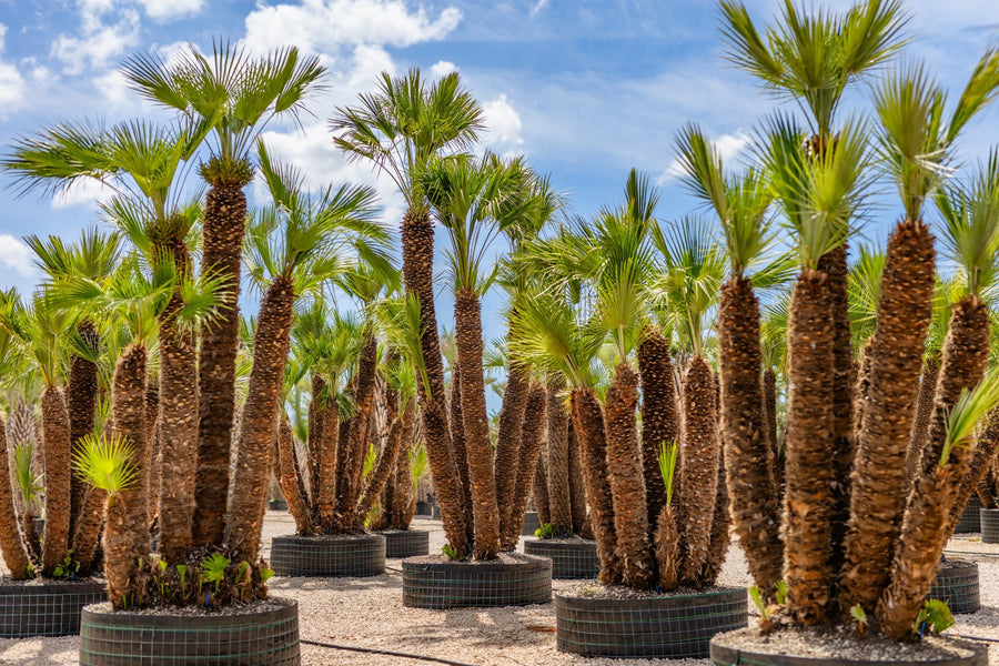 Palme a ventaglio