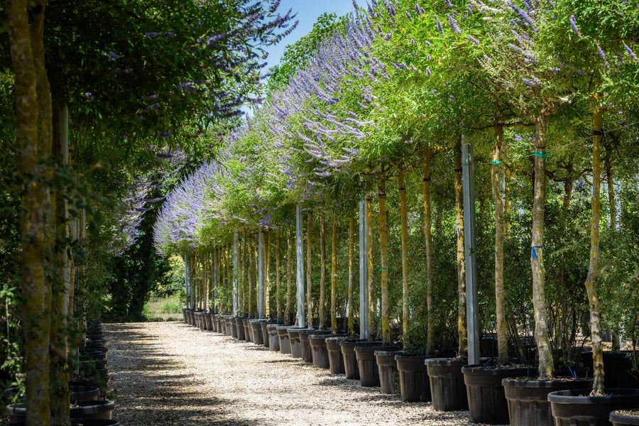 Vitex in fiore