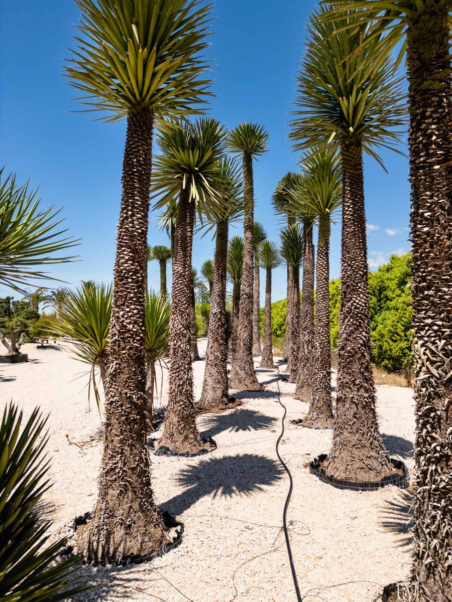 Yucca ad alto fusto